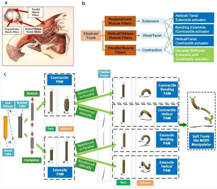 哈工大造出能和象鼻一样运动的柔性机器人