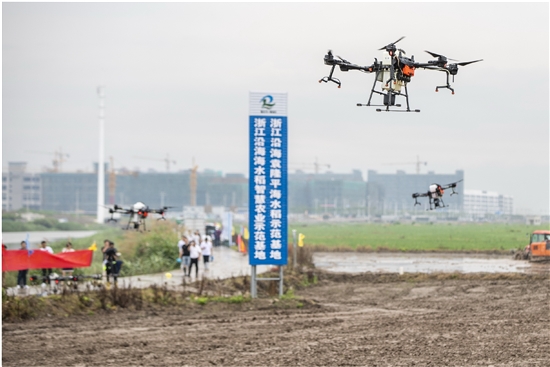 瑞安示范基地里，袁隆平海水稻请来“无人机”帮手