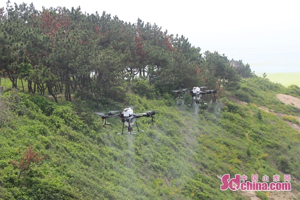 青岛田横岛灭蚊蝇用上无人机