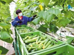 京津冀完善智慧农业平台助力农业高质量发展